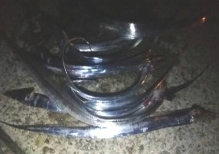 夏タチは楽しい